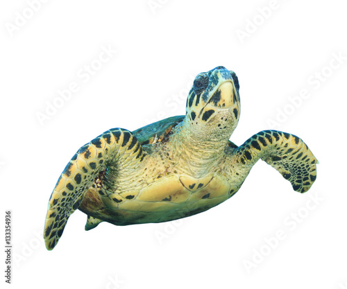 "Sea Turtle isolated White Background" Imagens e fotos de stock Royalty