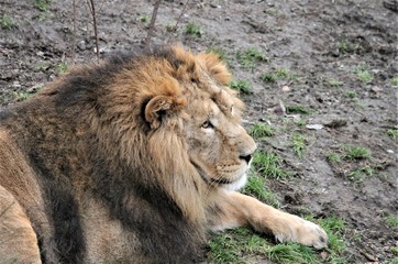 Asiatic lion close up rare and endangered also known as the Indian lion or Persian lion stock, photo, photograph, image, picture, press, 