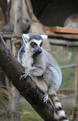 Ring-tailed Lemur monkey with orange eyes in a zoo