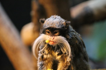 Monkey - Emperor Tamarin monkey on branch white mustache eating stock, photo, photograph, picture, image