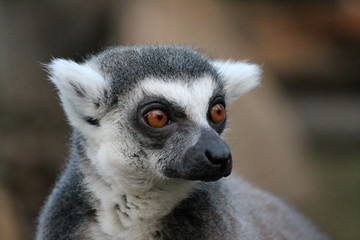 Lemur - Ring-tailed Lemur monkey with orange eyes stock, photo, photograph, image, picture, 