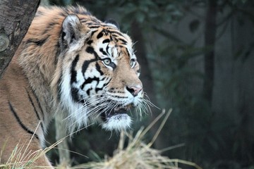 Sumatran Tiger rare and endagered