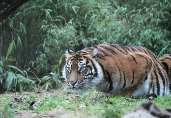 Fototapeta na wymiar Sumatran Tiger rare and endangered