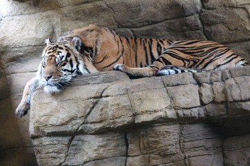 Sumatran Tiger rare and endangered
