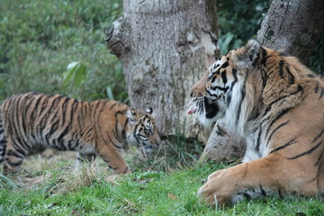 Sumatran Tiger rare and endangered