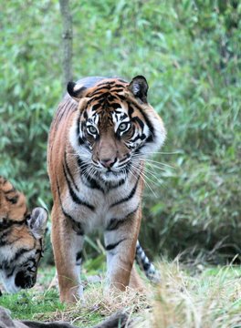 Sumatran Tiger rare and endangered stock, photo, photograph, picture, image