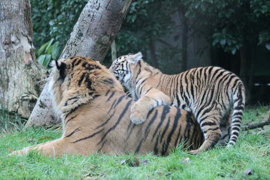 tiger Sumatran stock photo rare and endangered photograph, image, picture, 