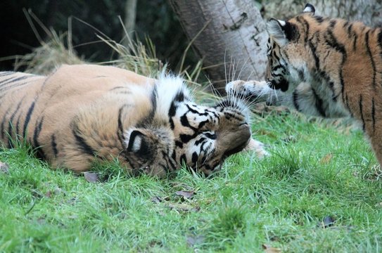 Tiger Sumatran rare and endangered cub playing stock, photo, photograph, picture, image
