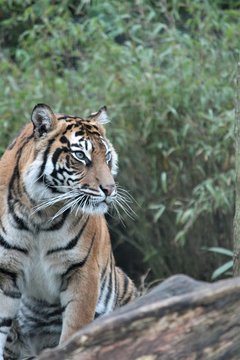 tiger Sumatran rare and endangered stock, photo, photograph, picture, image
