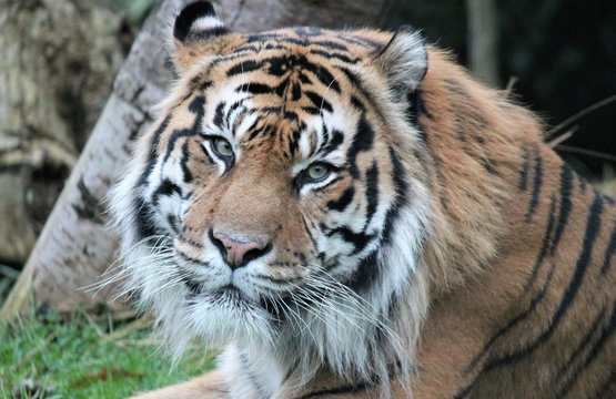 Tiger - Sumatran tiger (Panthera tigris sumatrae) is a rare tiger subspecies that inhabits the Indonesian island of Sumatra. Critically Endangered stock, photo, photograph, picture, image