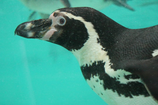 penguin underwater humboldt swimming (Spheniscus humboldti) background stock, photo, photograph, image, picture, 