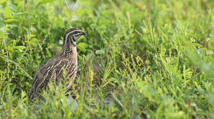 Bird, Rain Quail (Cotumix coromandelica) on the floor with little tree, Beautiful bird