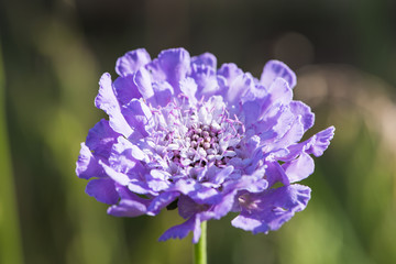 A beautiful purple flower called scabiosa closeup.