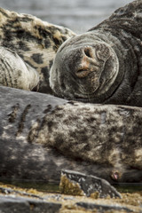 Obraz premium Grey seal (Halichoerus grypus), resting on cliffs, Farne Islands, United Kingdom.