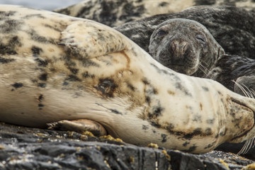 Grey seal (Halichoerus grypus), resting on cliffs, Farne Islands, United Kingdom.