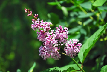 Syringa josikaea, the Hungarian lilac