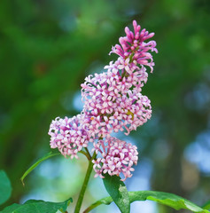 Obraz premium Syringa josikaea, the Hungarian lilac
