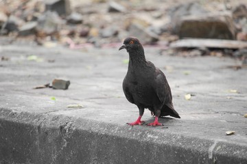 Dove on the curb 