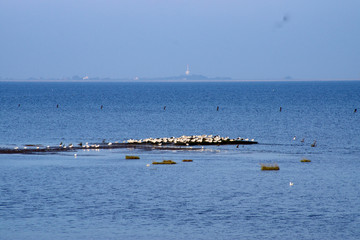 Sandbank mit Möwen