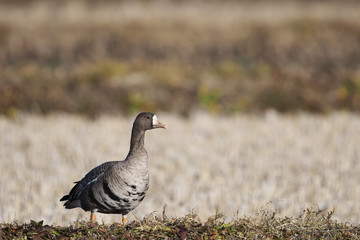 マガン(Anser albifrons)
