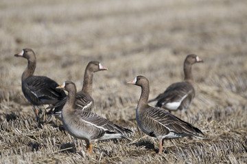 マガン(Greater white-fronted goose)