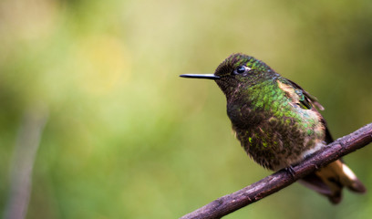 colibri