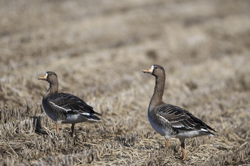 マガン(Greater white-fronted goose)