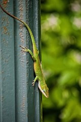 Naklejka na ściany i meble Green Lizard
