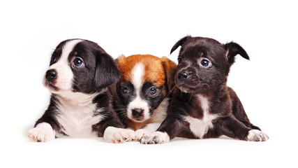 Three cute puppy. Pets need our support and care. The owner search.