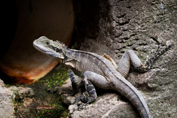 Australian Water Dragon