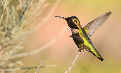Hummingbird