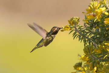 Hummingbird