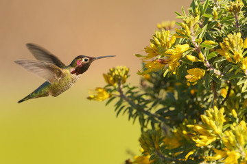 Hummingbird