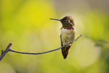 Hummingbird
