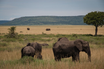 Elephant family in serengeti, Tanzania