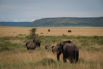 Fototapeta na wymiar Elephant family in serengeti, Tanzania