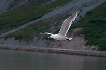 Glaucous-winged gull