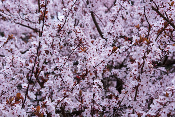 Cherry Blossoms