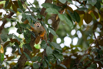 Squirrel Monkey
