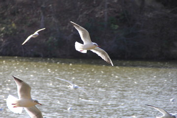 飛翔中のユリカモメ