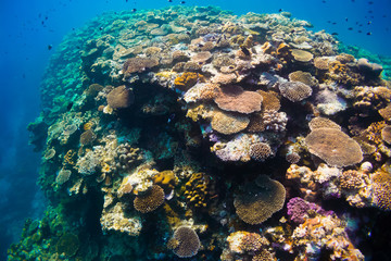 Fototapeta na wymiar coral paradise