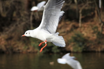 飛翔中のユリカモメ