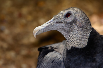 American black vulture (Coragyps atratus). Horizontal profile. Closeup of head, neck and shoulders. Bokeh background 