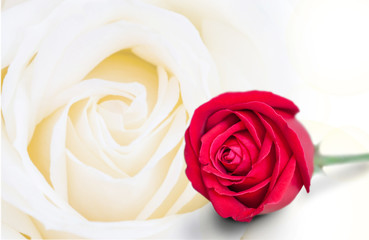 Red roses on rose background