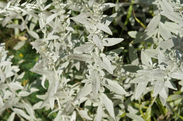 Artemisia ludoviciana louisiana many green silver plant 