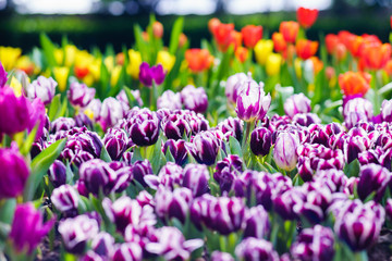 beautiful tulips in garden. colorful tulips in garden.