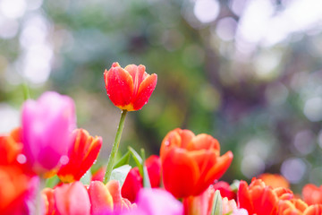 beautiful tulips in garden. colorful tulips in garden.
