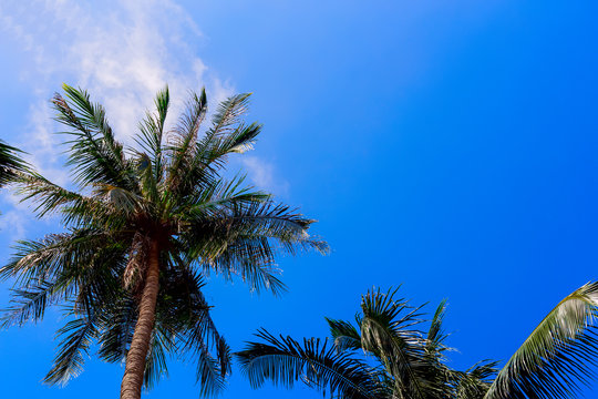 Green palm trees against blue sky