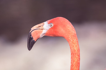 the head of flamingo birds