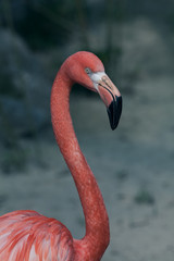 flamingo in focus